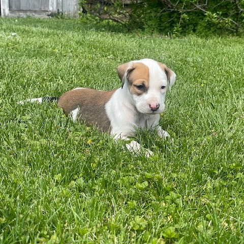 CLAY - Shepherd / Mix for adoption in Dayton