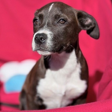 Kennel#13 Valentine's preview photo