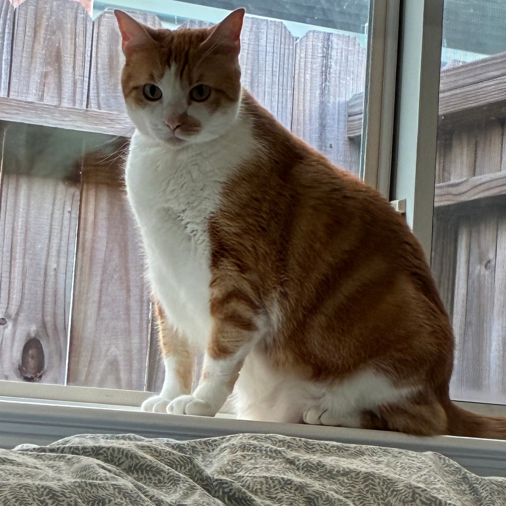 TWINKIE - Domestic Shorthair / Mix available for adoption