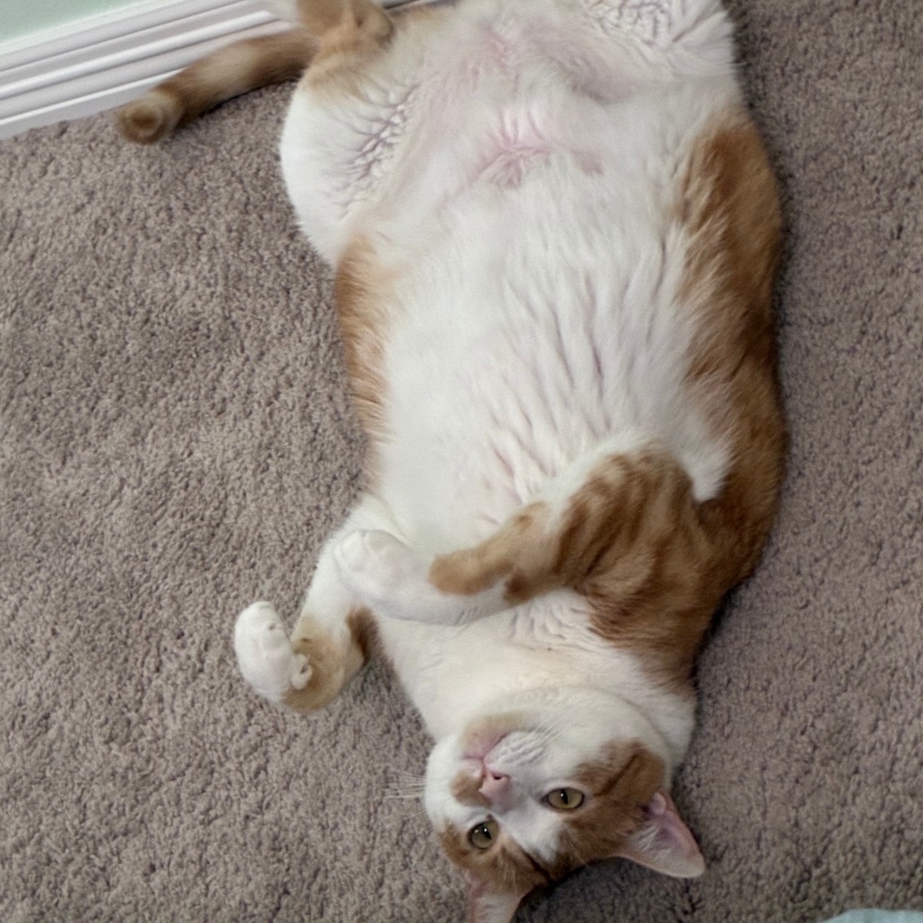 TWINKIE - Domestic Shorthair / Mix available for adoption