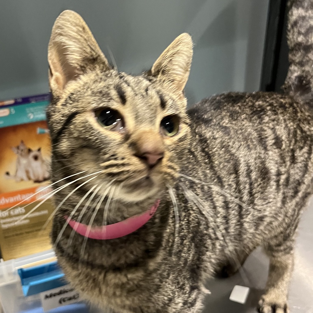 Catnip — thumbnail 6