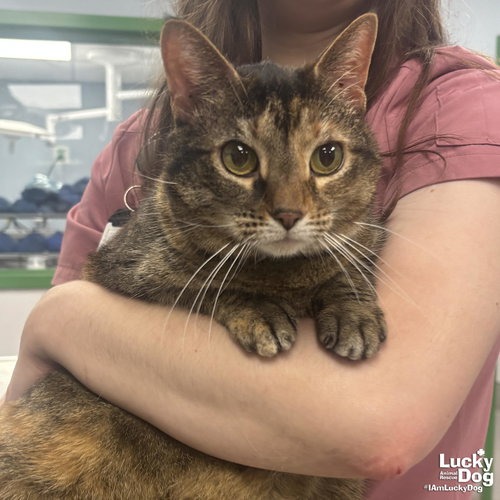 PHISH - Domestic Shorthair available for adoption