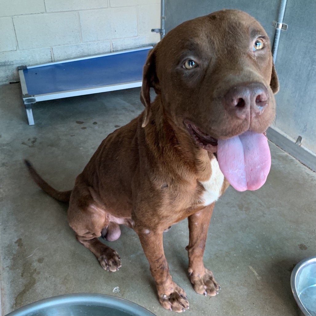 Calvin, available for adoption at PVAS