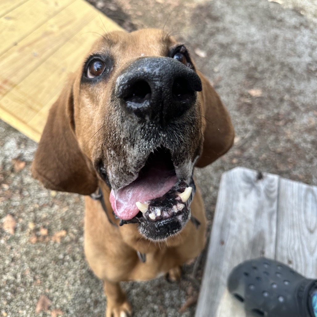 Duke The Hound — thumbnail 3