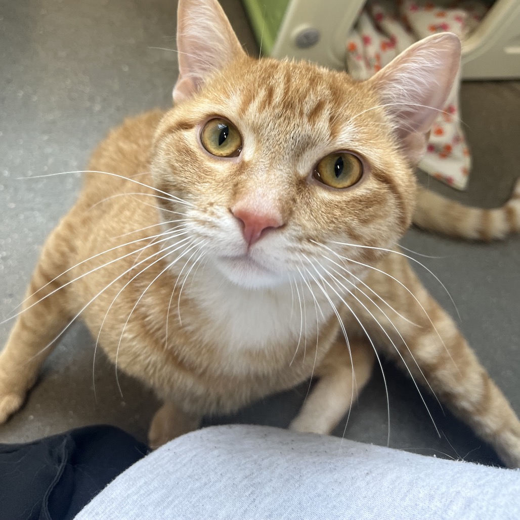 Leo