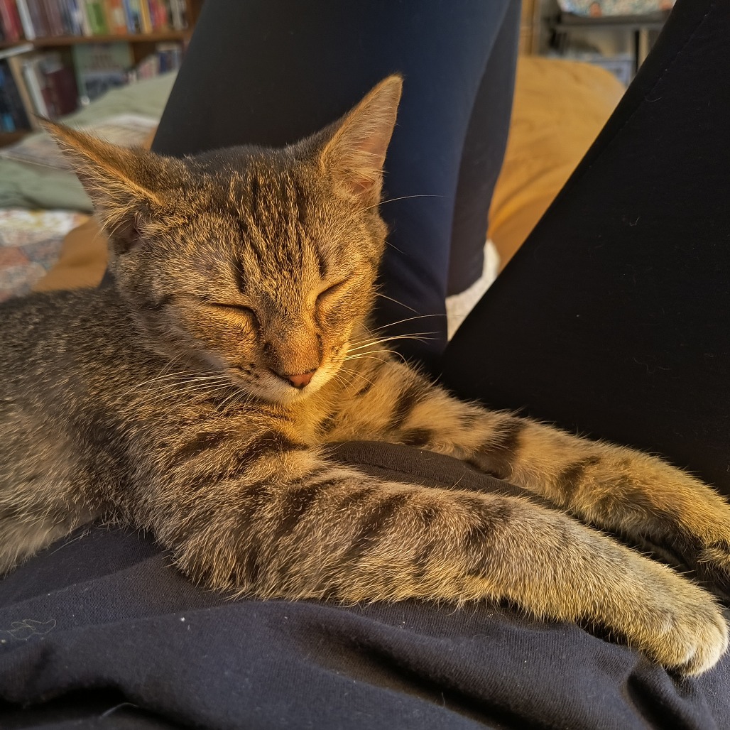 Tedi — thumbnail 2