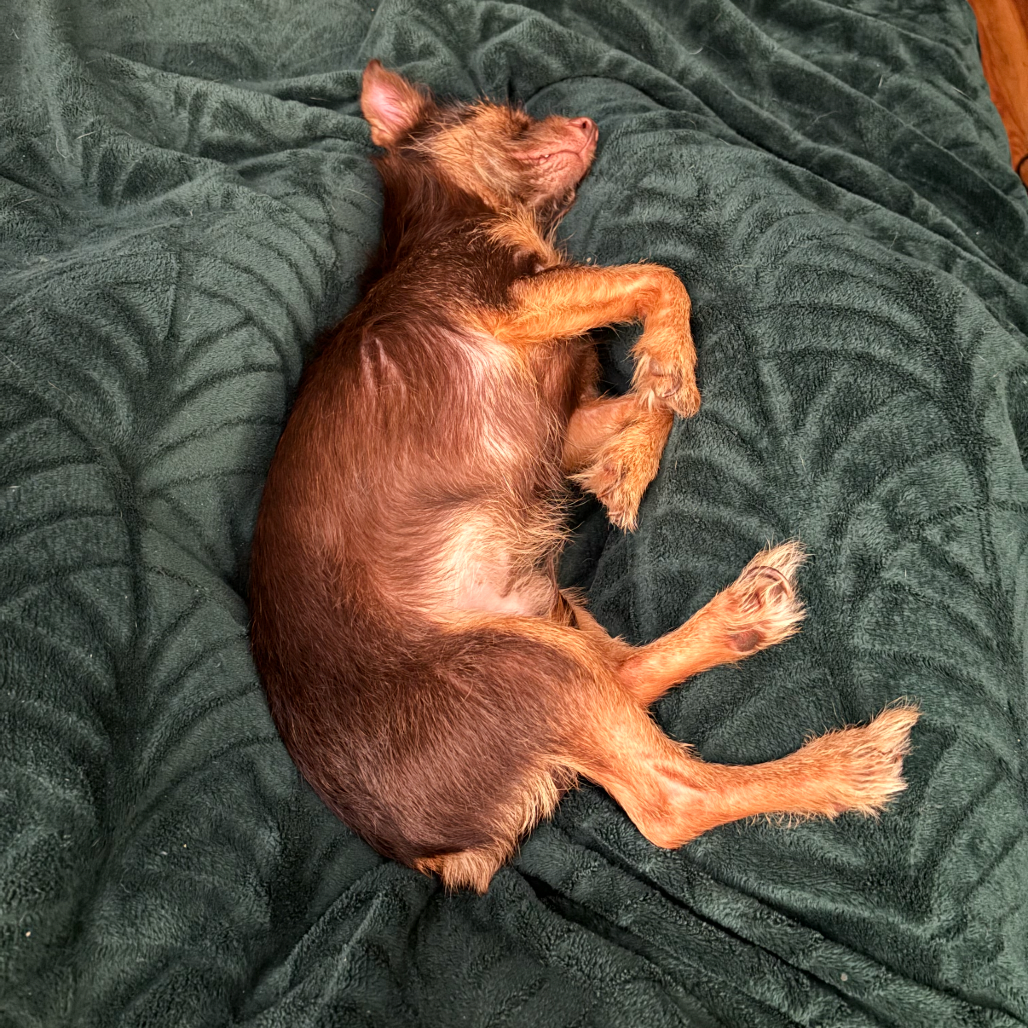 Chester 