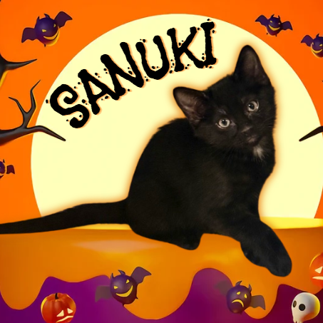 Sanuki: Female 2 Domestic Shorthair