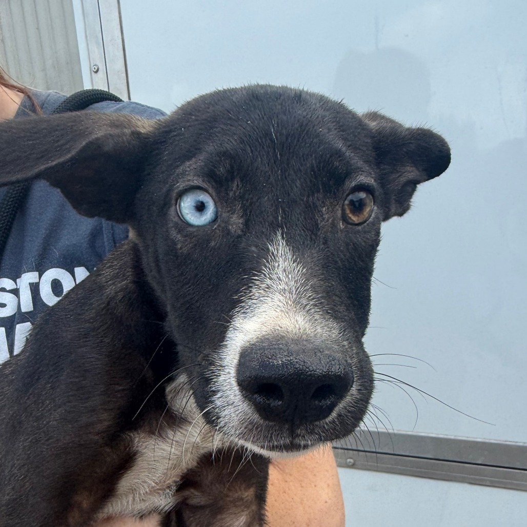 SULLEY (DOG 1) - Mixed Breed (Medium) available for adoption