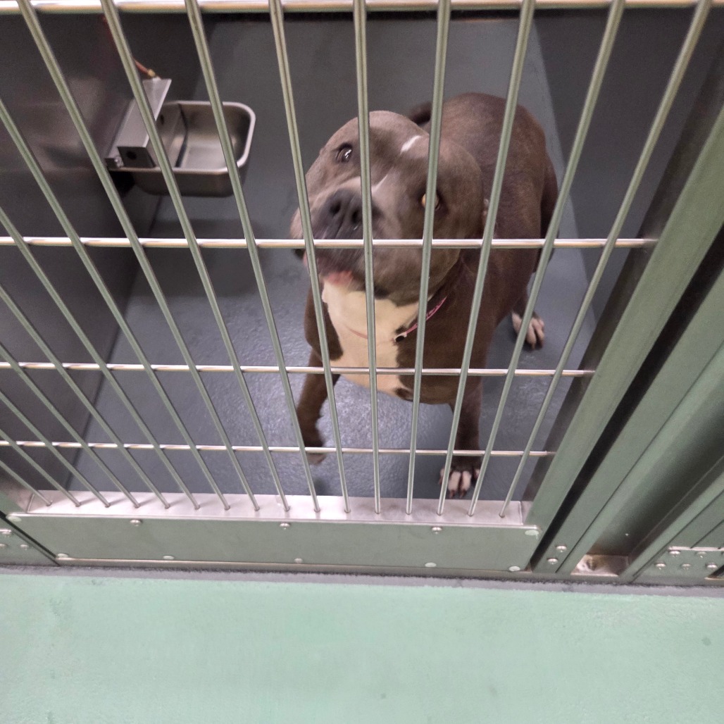 Kirby — thumbnail 4