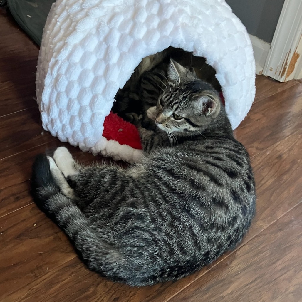 Asteroid — thumbnail 5