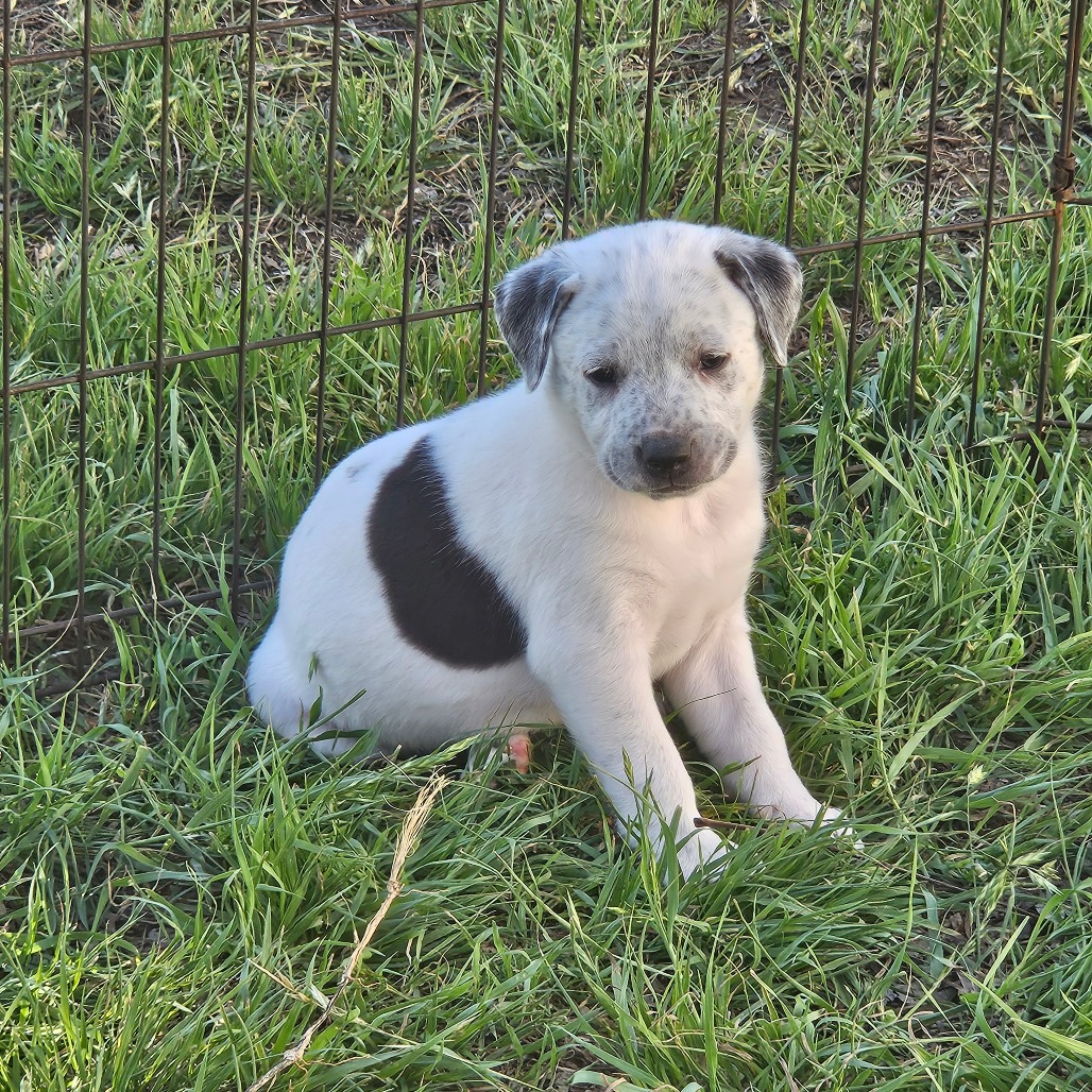 Chip — thumbnail 6