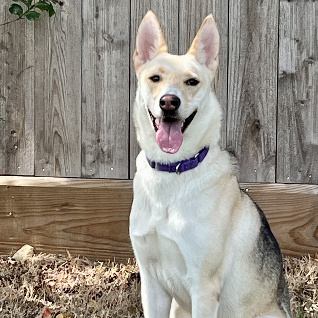 CRACKERS - Shepherd available for adoption
