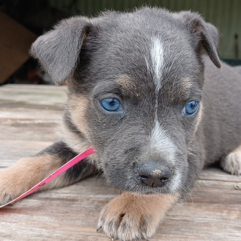 EVEREST - Shepherd available for adoption