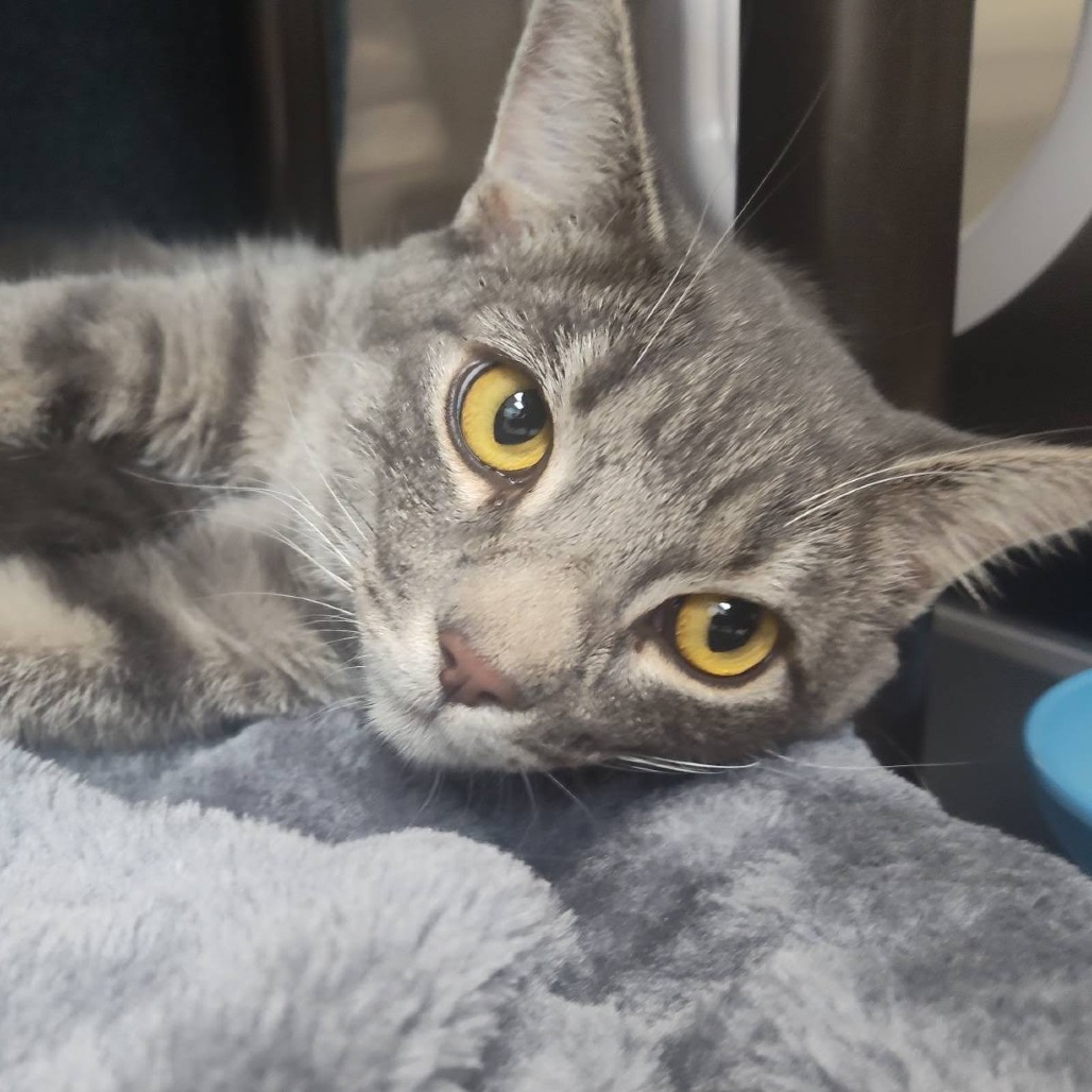 BEATRIX POTTER - Domestic Shorthair available for adoption