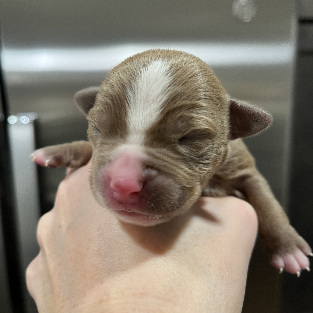 Cyan — thumbnail 5