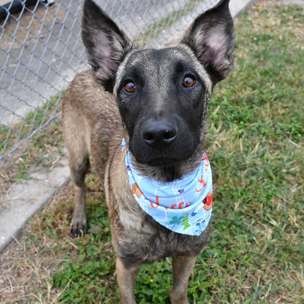 RICKY BOBBY - Shepherd / German available for adoption