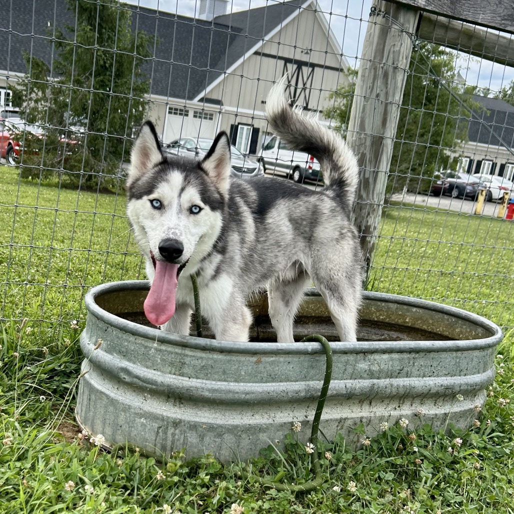 AXEL - Husky available for adoption