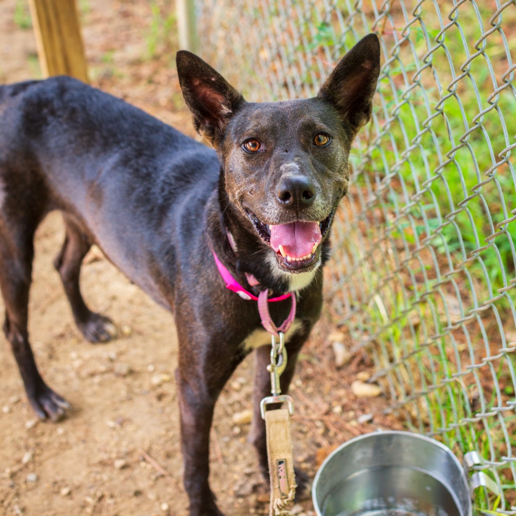 ANABELLE - Shepherd, German / Mix available for adoption