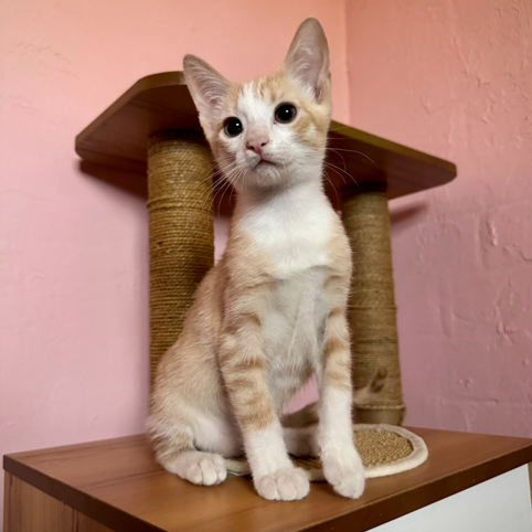Dali: Male 3 Domestic Shorthair