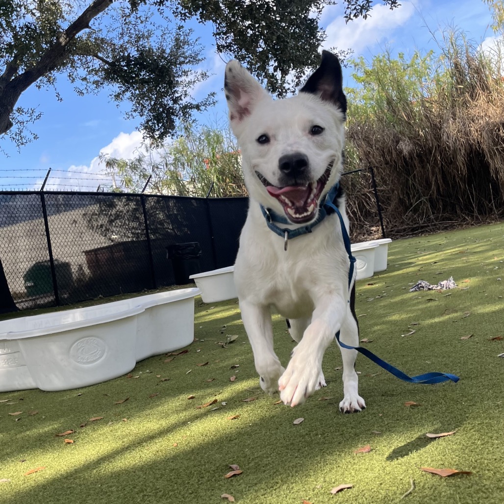 Claire 💎 is available for adoption at Humane Society of Sarasota County