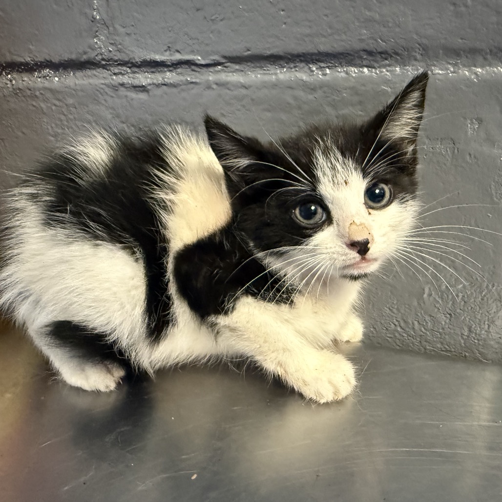 Tusc Stray 84650 2
