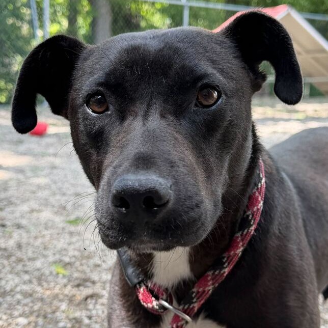 LOVE BUG - Terrier / American Pit Bull available for adoption