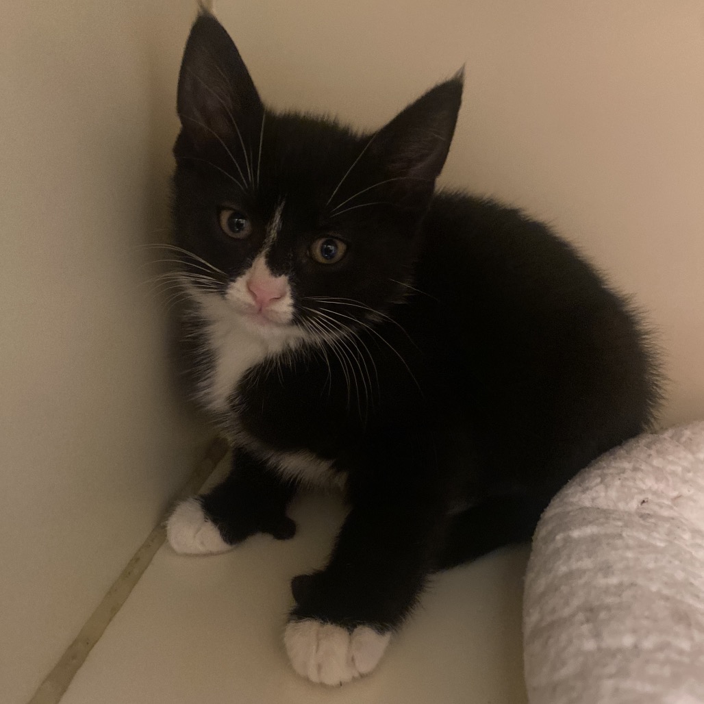 KODA - Domestic Shorthair available for adoption