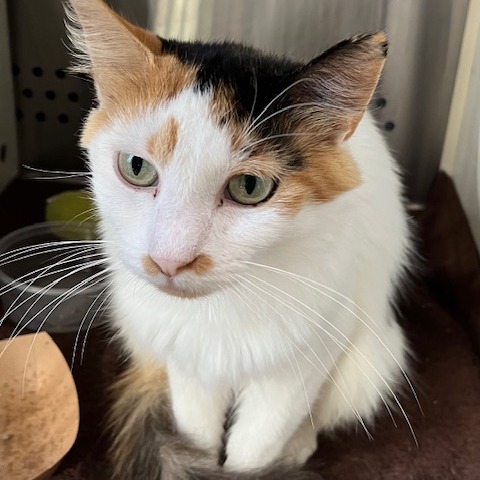 LITTLE WITCH - Domestic Medium Hair available for adoption