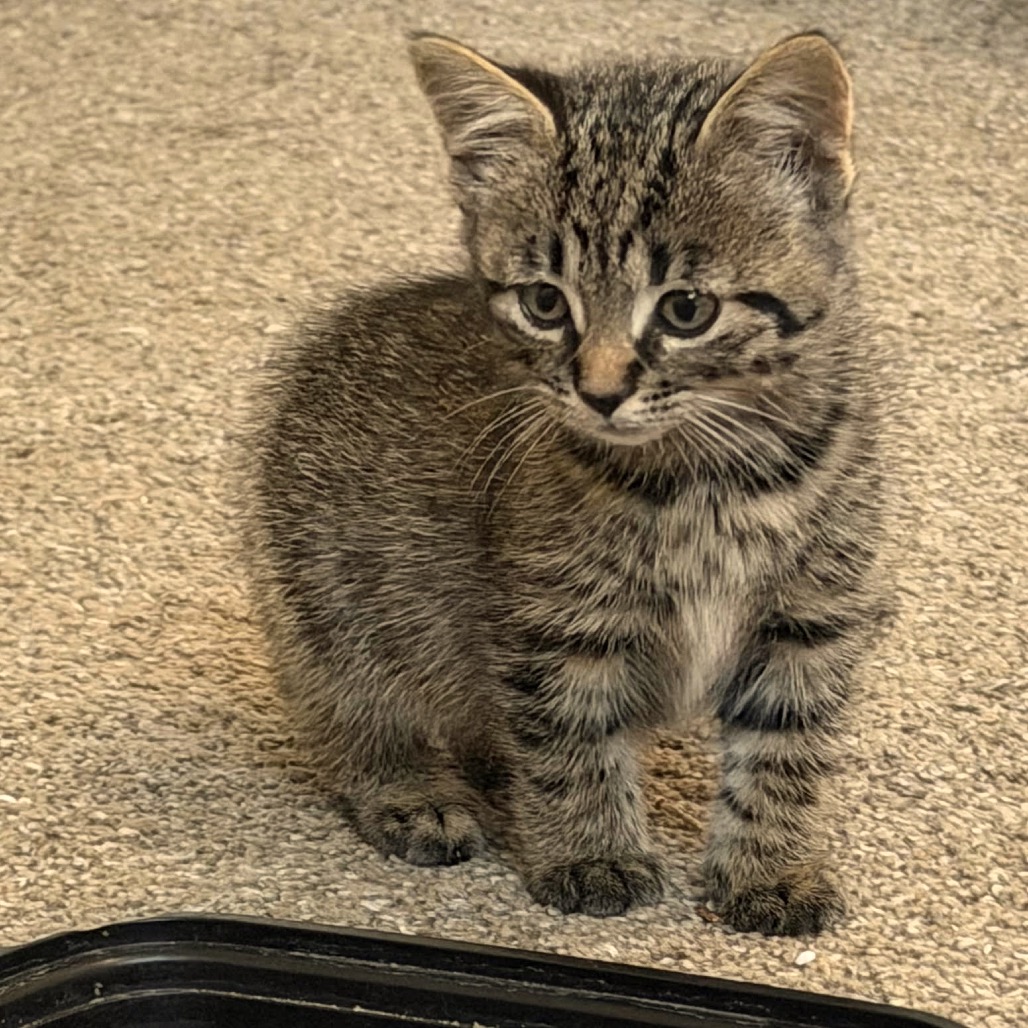 Meowly Cyrus C12280
