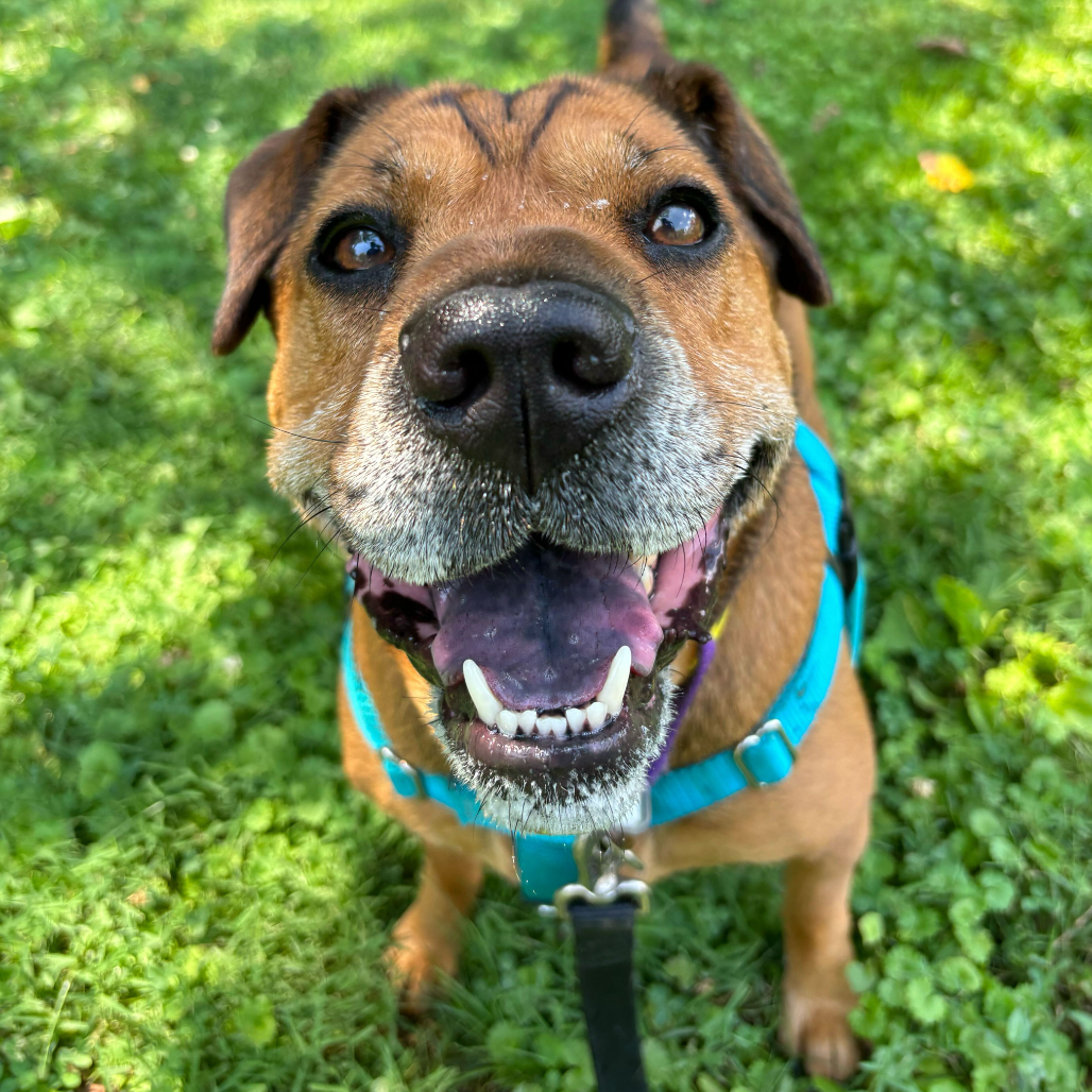 Zoey, photo 19