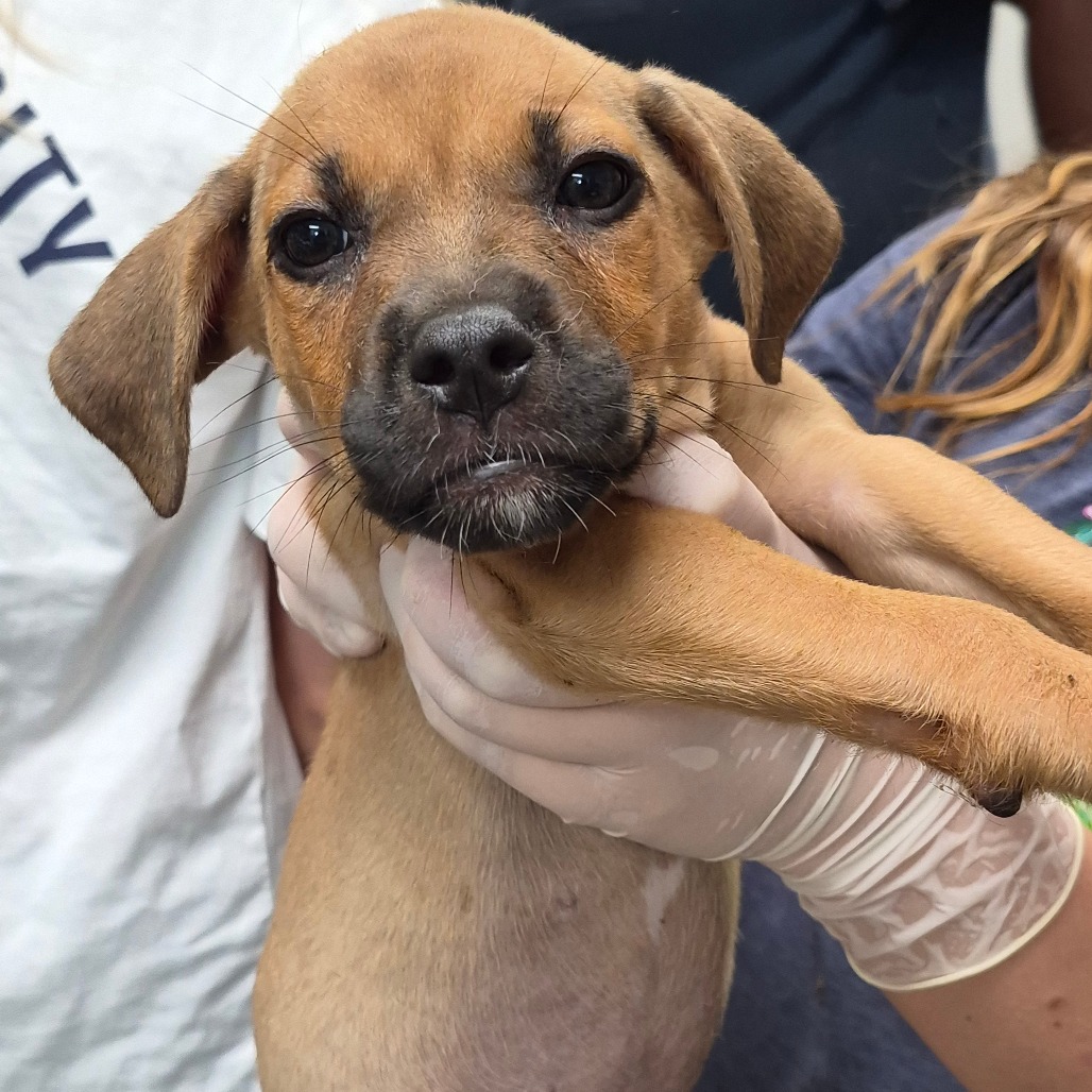 NACHOS BELLGRANDE - Queensland Heeler / Boxer available for adoption