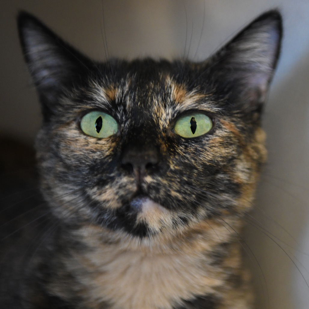 French Toast - Domestic Shorthair