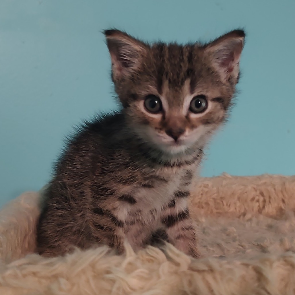 Carl, photo 3