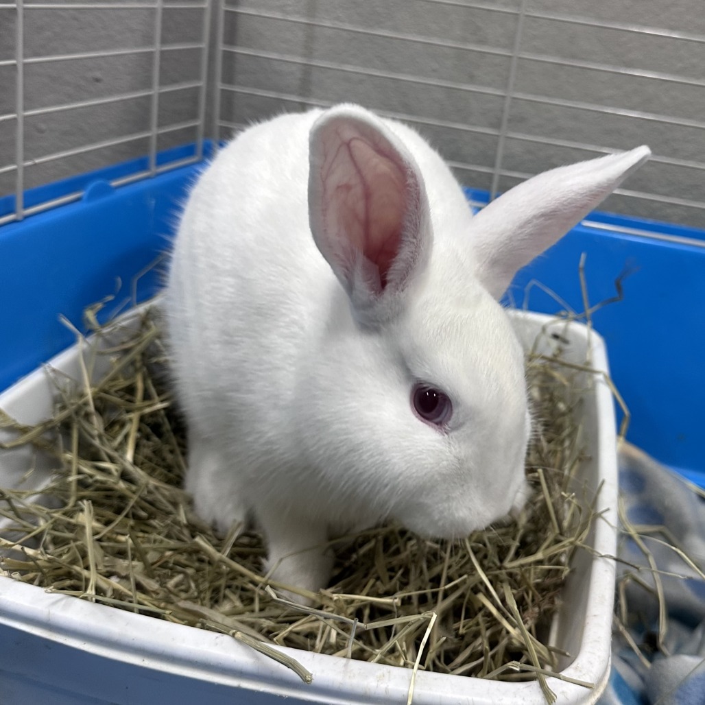 OLAF (AND BLIZZARD) - American Sable / Rex, Mini available for adoption