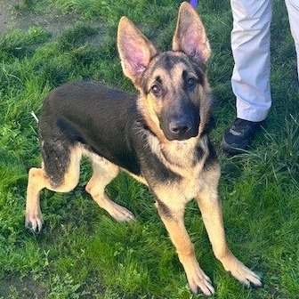 Kennel#16's preview photo