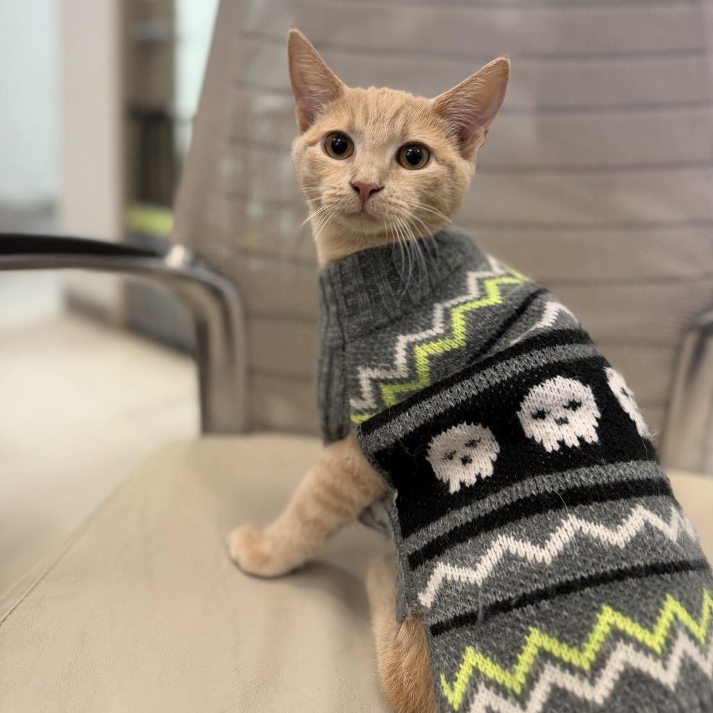 BLAZE - Domestic Shorthair available for adoption