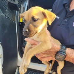 Blair, an adoptable Mixed Breed (Small)