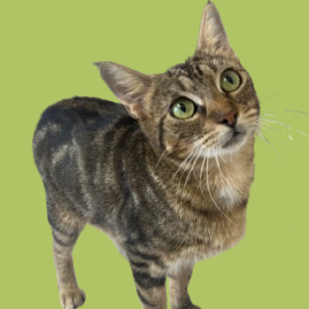 Tusc Stray 81909