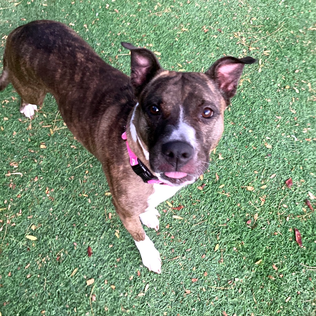 BUFFY - Terrier, American Staffordshire / Boxer available for adoption