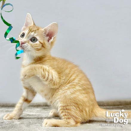 LEX - Domestic Shorthair available for adoption