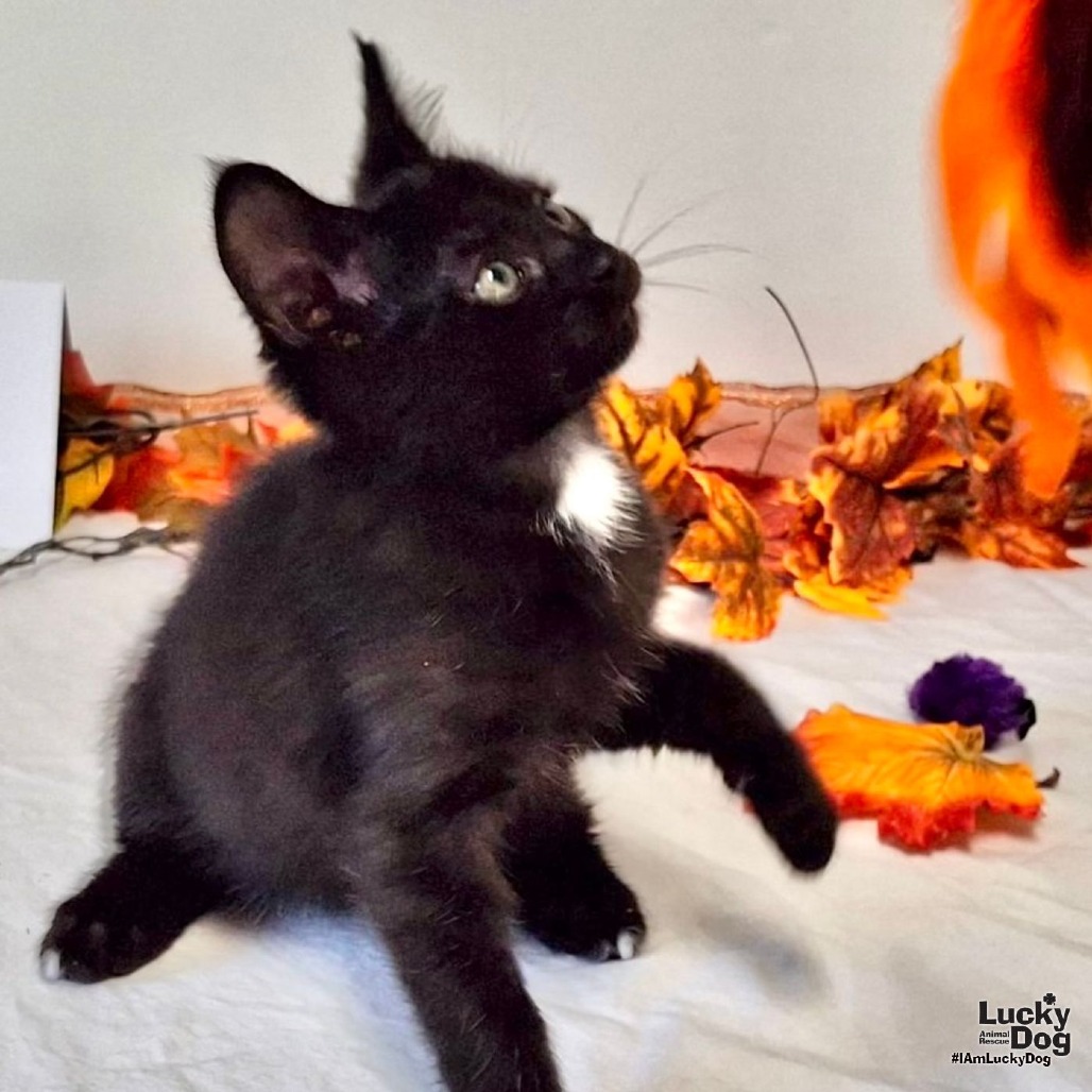 BERT BOBBSEY - Domestic Shorthair available for adoption