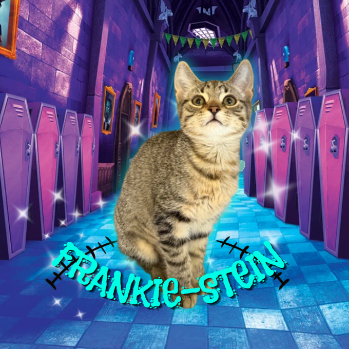 FRANKIE STEIN - Domestic Shorthair available for adoption