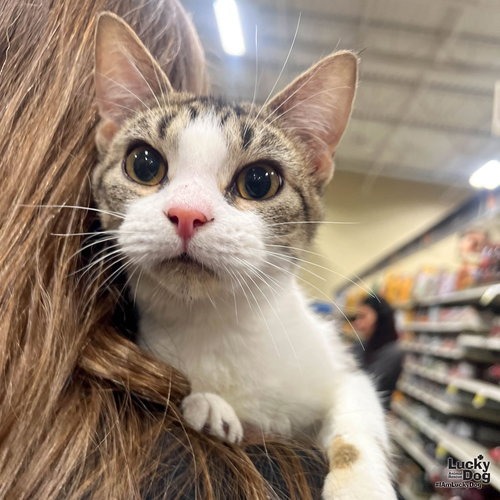 HULU - Domestic Shorthair available for adoption