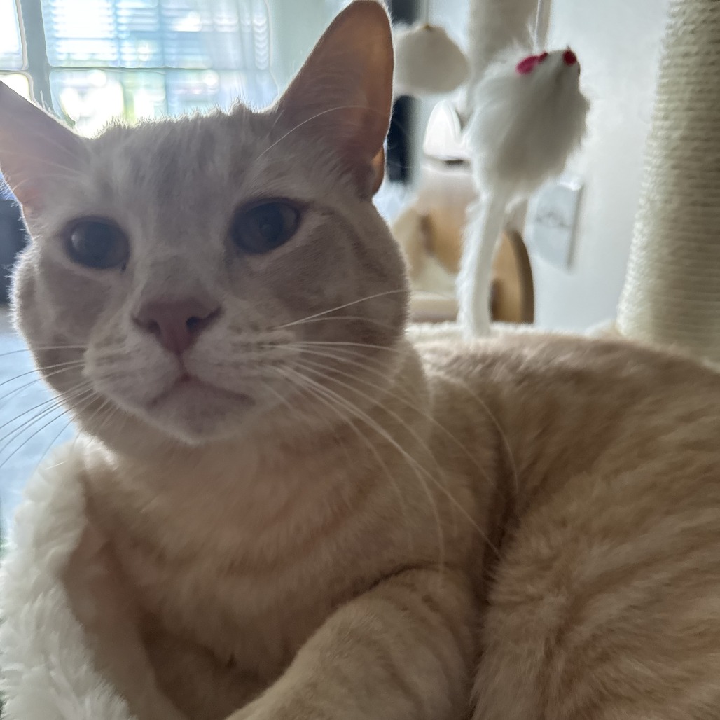DUNE - Domestic Shorthair available for adoption