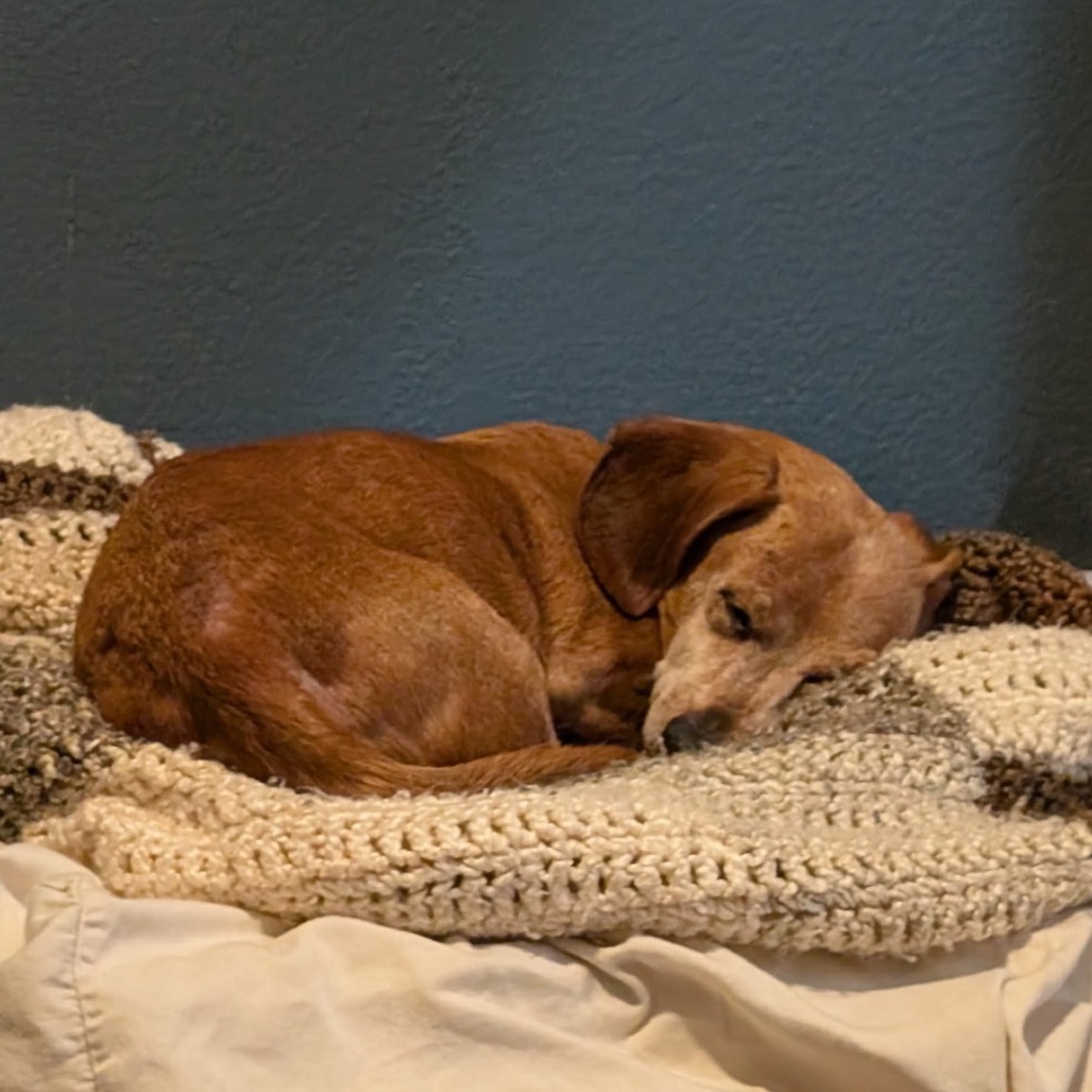 MOSES - Dachshund available for adoption