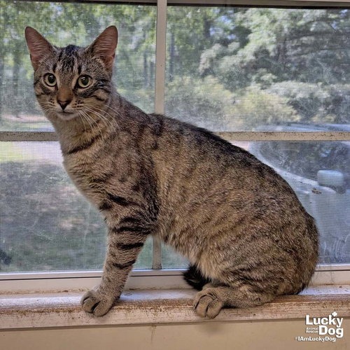 TWIX - Domestic Shorthair available for adoption