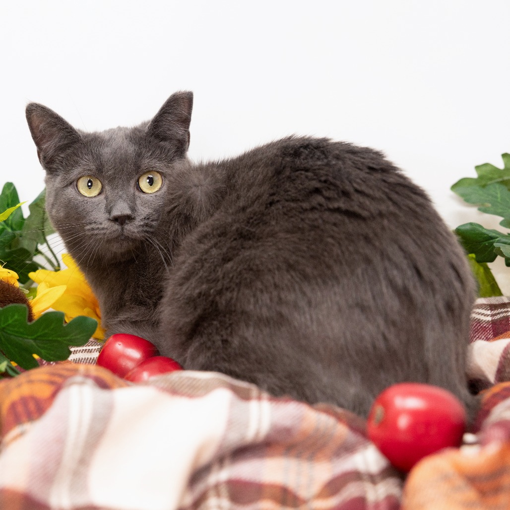 Loretta — thumbnail 3