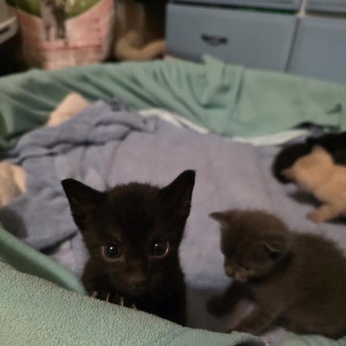 ANDROMEDA - Domestic Shorthair available for adoption