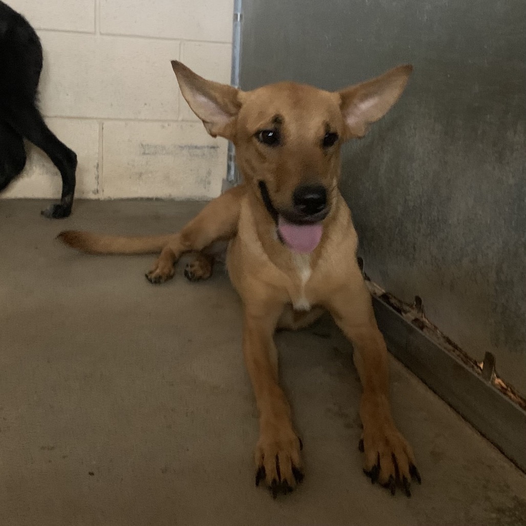 LADY FLASH - Retriever, Labrador / Mix available for adoption